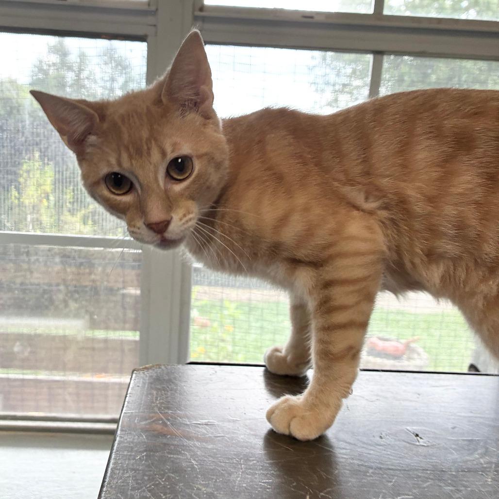Enlarge Pocket Full Sunscreen, a Adoptable Domestic Short Hair in Carencro, LA image 4/4