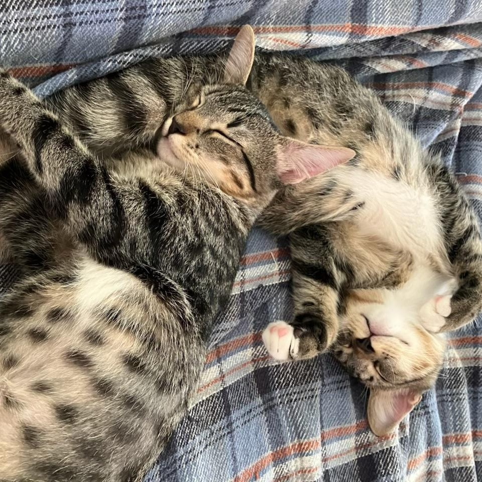 Techno & Geisha - BONDED SIBLINGS, a Adoptable Domestic Short Hair in Mount Laurel, NJ image 1/2