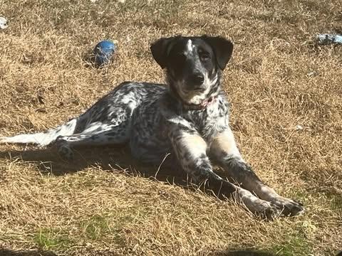 Harper Lee, a Adoptable mixed breed in Austin , TX image 1/6