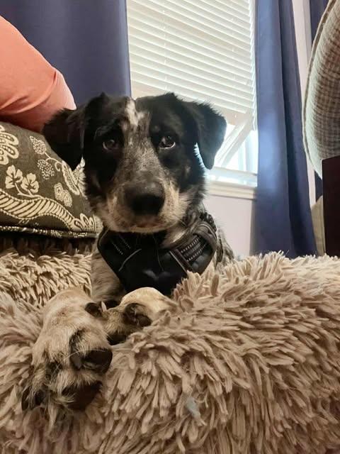 Harper Lee, a Adoptable mixed breed in Austin , TX image 5/6