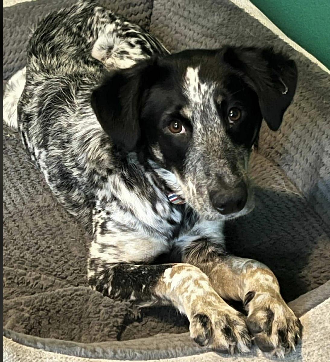 Harper Lee, a Adoptable mixed breed in Austin , TX image 3/6