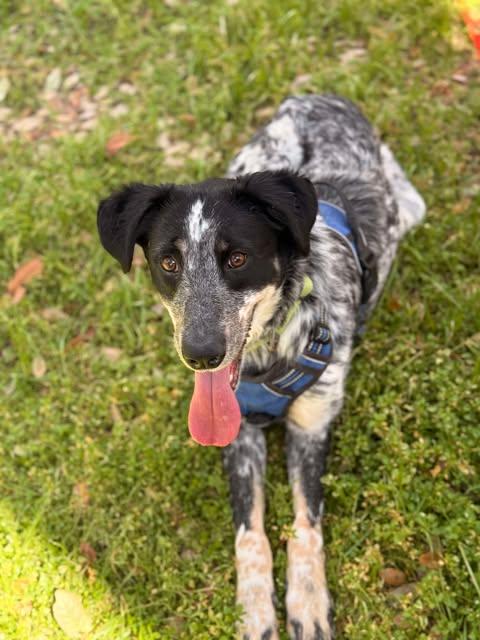 Harper Lee, a Adoptable mixed breed in Austin , TX image 2/6