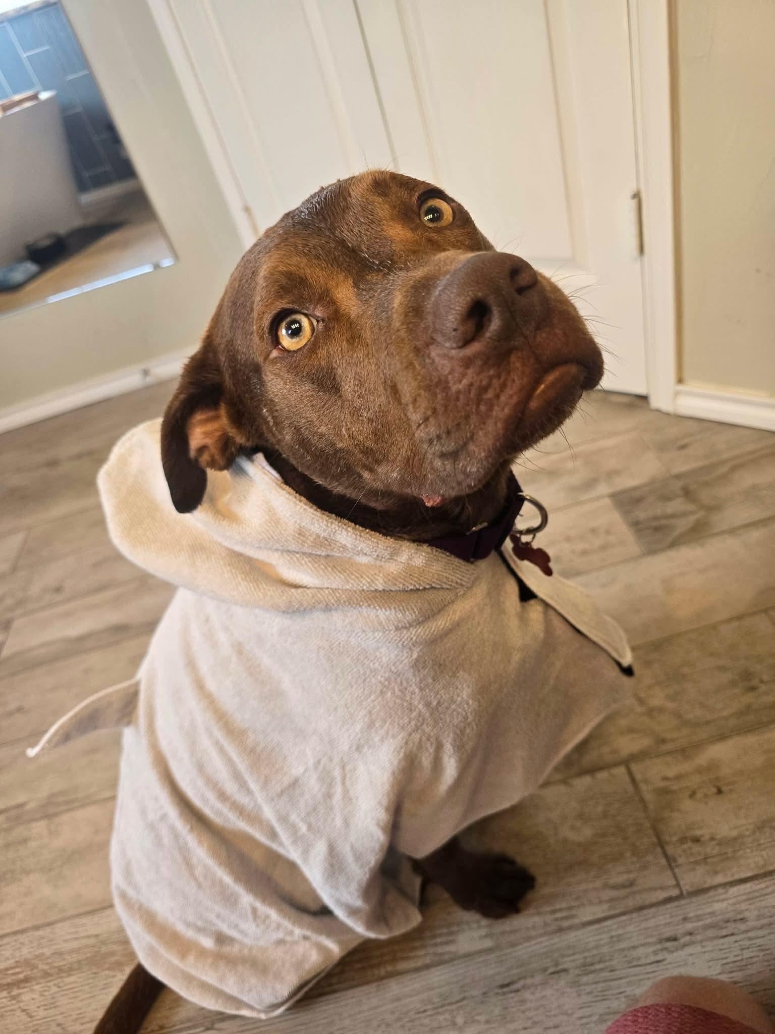 Enlarge Kiko, a Adoptable Pit Bull Terrier in Fort Worth, TX image 2/6