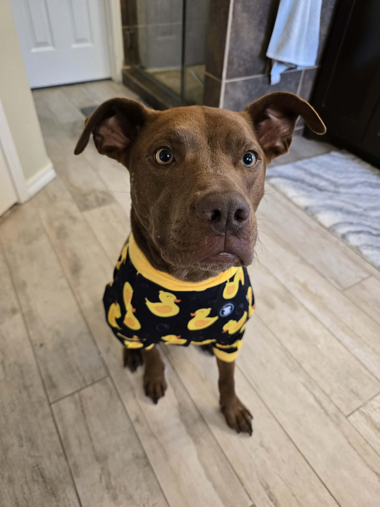 Kiko, Adoptable, Adult Female Pit Bull Terrier.