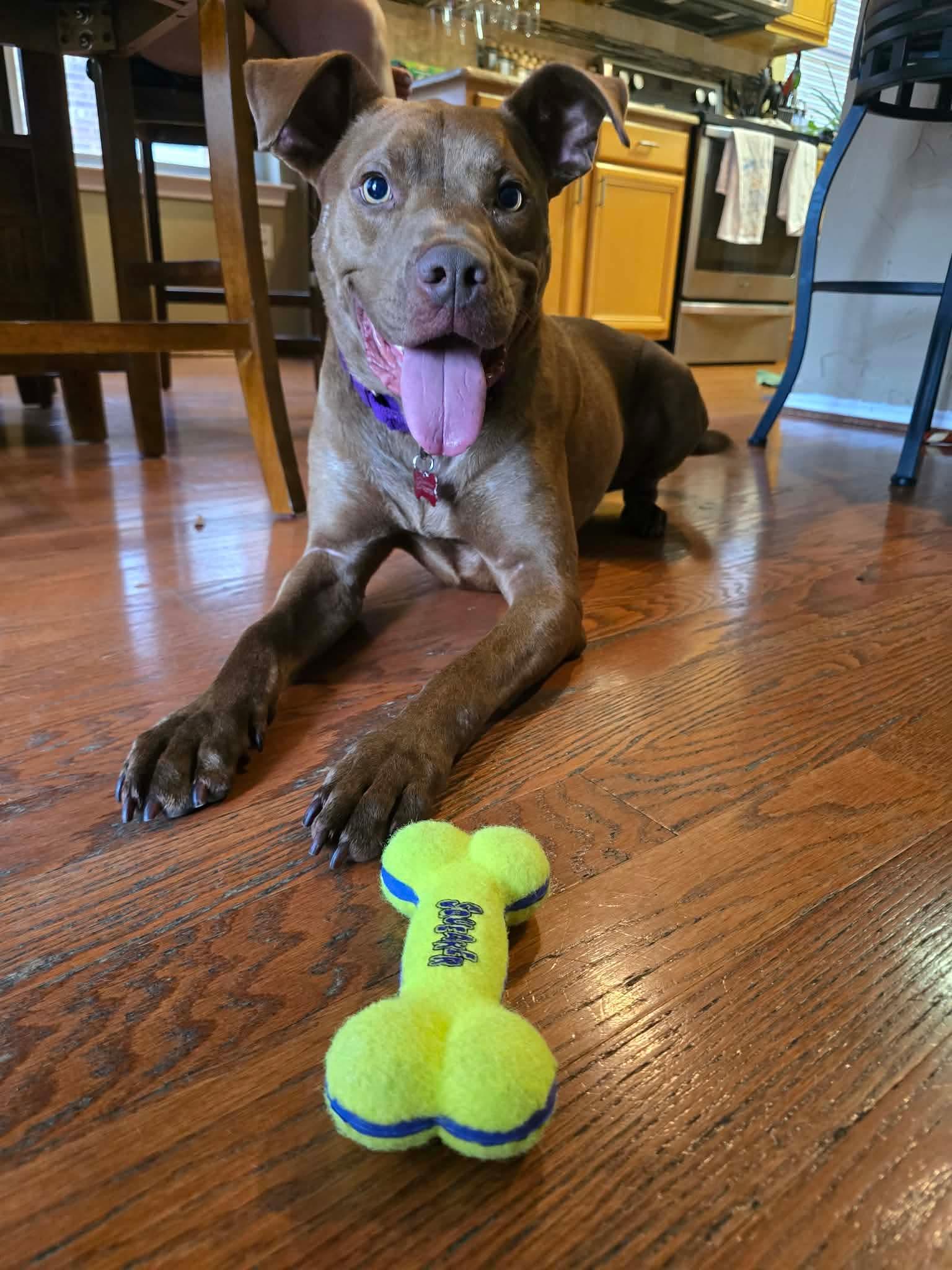 Enlarge Kiko, a Adoptable Pit Bull Terrier in Fort Worth, TX image 5/6