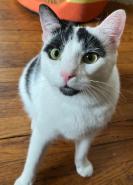 Moon, Adoptable, Adult Male Domestic Short Hair.