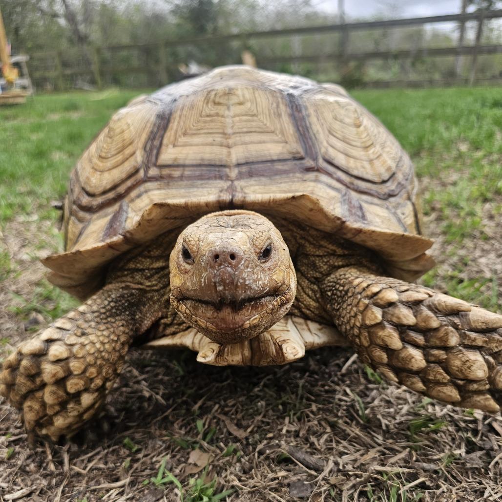 Speedy, Adoptable, Adult Male Sulcata.