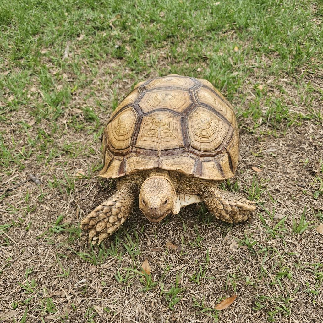 Enlarge Speedy, a Adoptable Sulcata in San Marcos, TX image 2/2