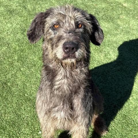 Enlarge Donna, an adopted mixed breed in Center Point, TX image 3/4