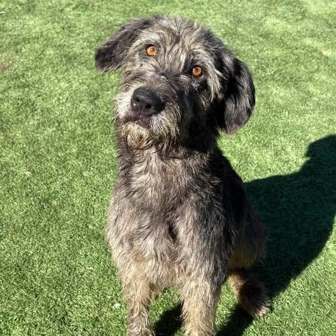 Enlarge Donna, an adopted mixed breed in Center Point, TX image 1/4