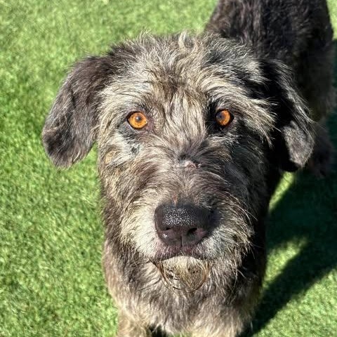 Enlarge Donna, an adopted mixed breed in Center Point, TX image 4/4