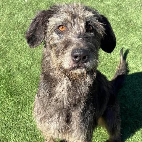 Enlarge Donna, an adopted mixed breed in Center Point, TX image 2/4