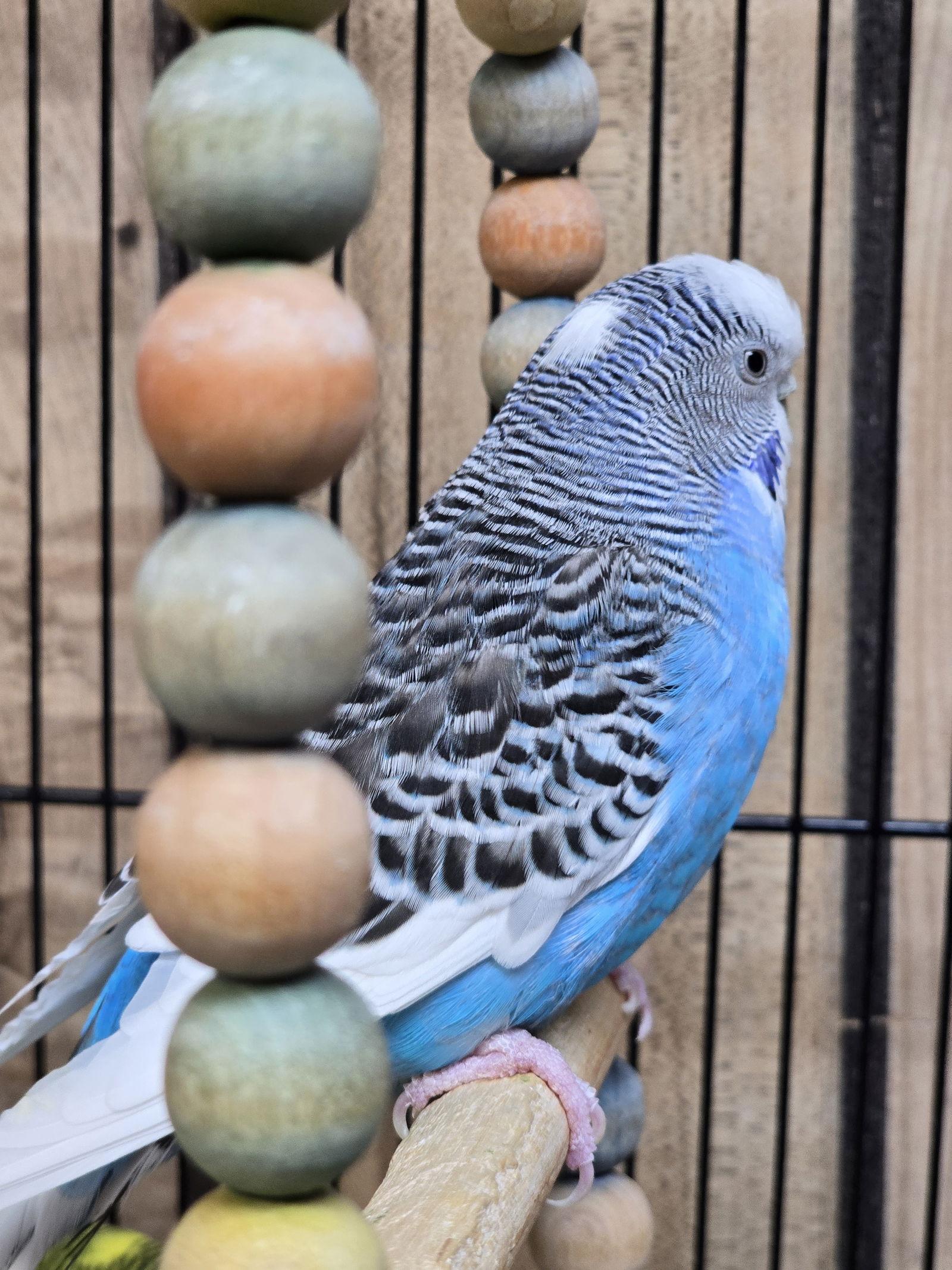 Tweedle Dum, Adoptable, Adult Female Parakeet (Other).