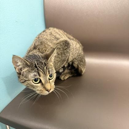 Hanna, Adoptable, Young Female Domestic Short Hair & Domestic Short Hair.