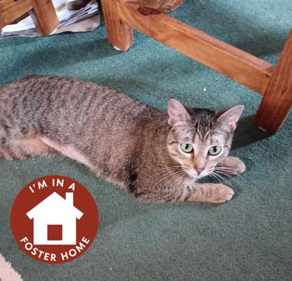 Enlarge Hanna, a Adoptable mixed breed in Janesville, WI image 1/3