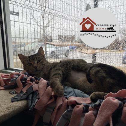 Enlarge Hanna, a Adoptable mixed breed in Janesville, WI image 2/2