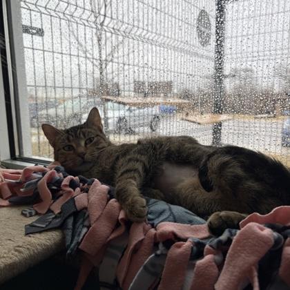 Enlarge Hanna, a Adoptable mixed breed in Janesville, WI image 3/3