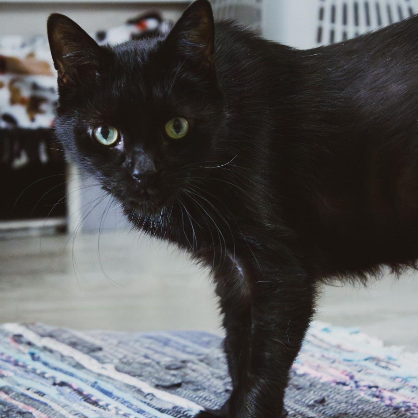 Bat-Senior Cat Sponsored!, Adoptable, Adult Male Domestic Short Hair.