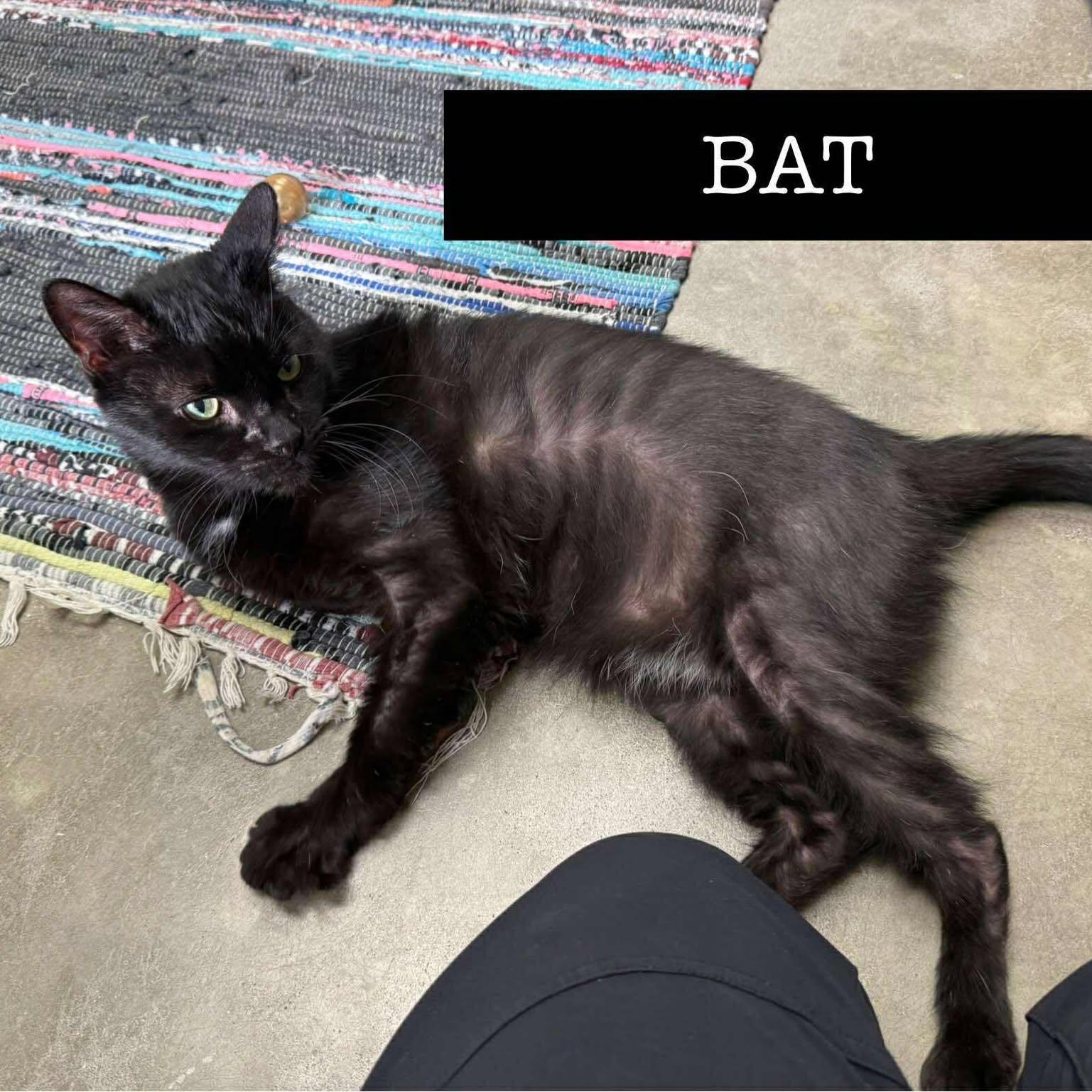 Enlarge Bat-Senior Cat Sponsored!, a Adoptable Domestic Short Hair in Archbold , OH image 2/2