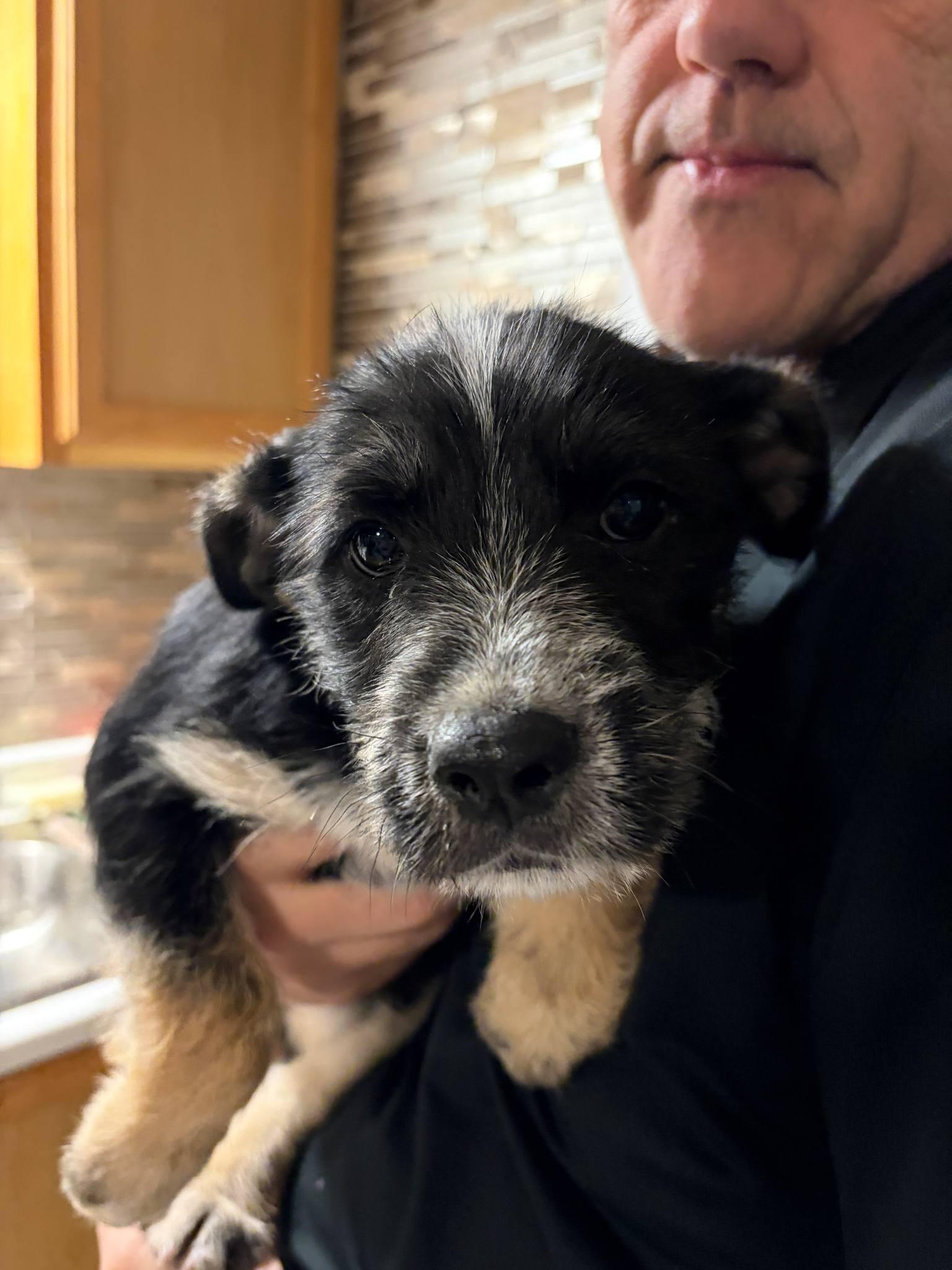 Enlarge Meatball, a ADOPTABLE mixed breed in Manhattan, KS image 2/4