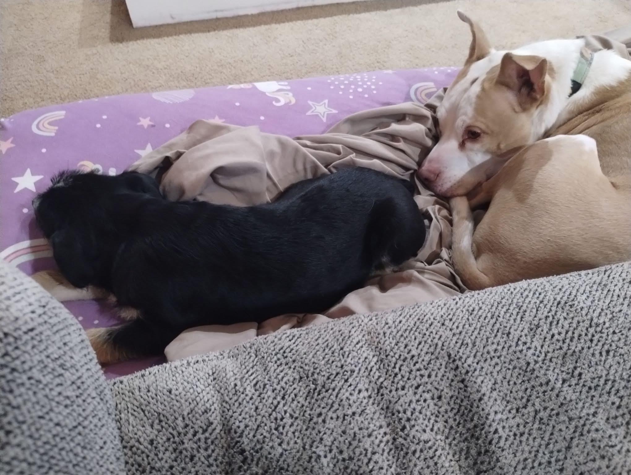 Enlarge Meatball, a ADOPTABLE mixed breed in Manhattan, KS image 3/4