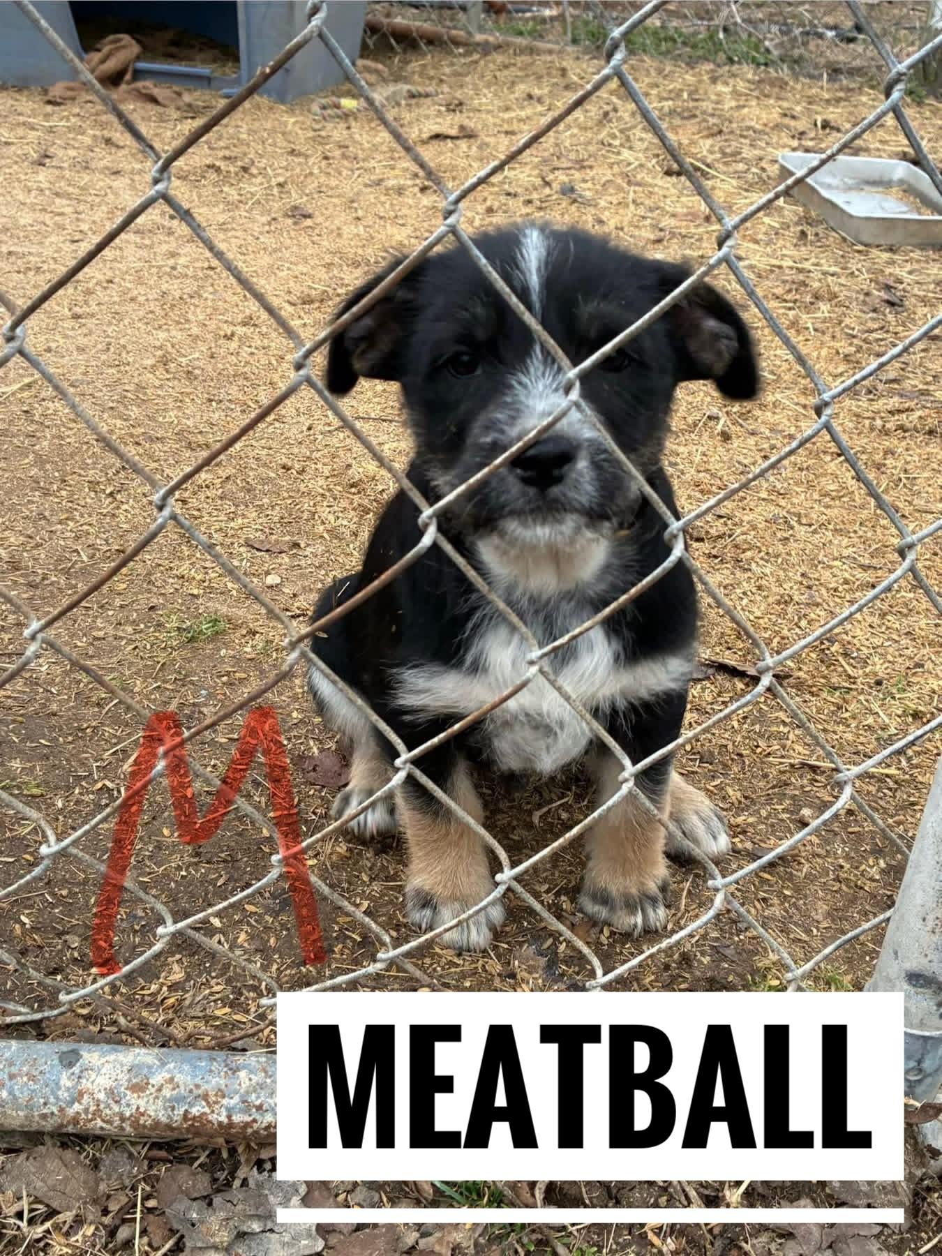 Enlarge Meatball, a ADOPTABLE mixed breed in Manhattan, KS image 4/4