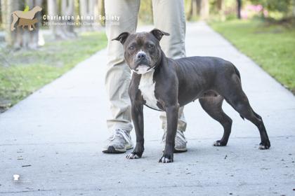 Enlarge 91584a Quiara, a Adoptable mixed breed in North Charleston, SC image 1/3