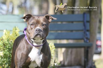 Enlarge 91584a Quiara, a Adoptable mixed breed in North Charleston, SC image 2/3