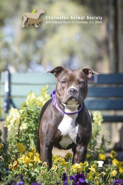 Enlarge 91584a Quiara, a Adoptable mixed breed in North Charleston, SC image 3/3