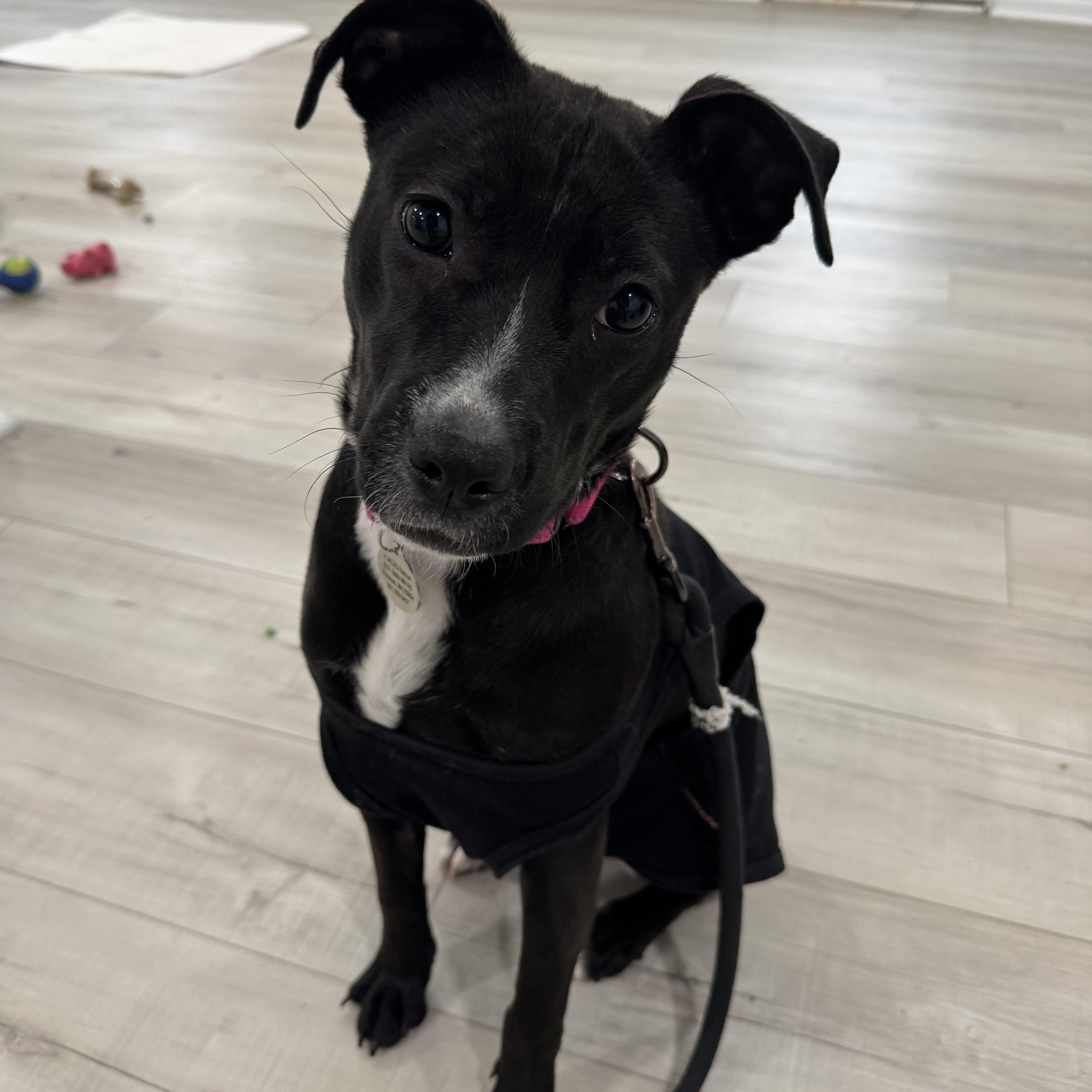 Hailey, ADOPTABLE, Young Female Labrador Retriever & Mountain Cur.