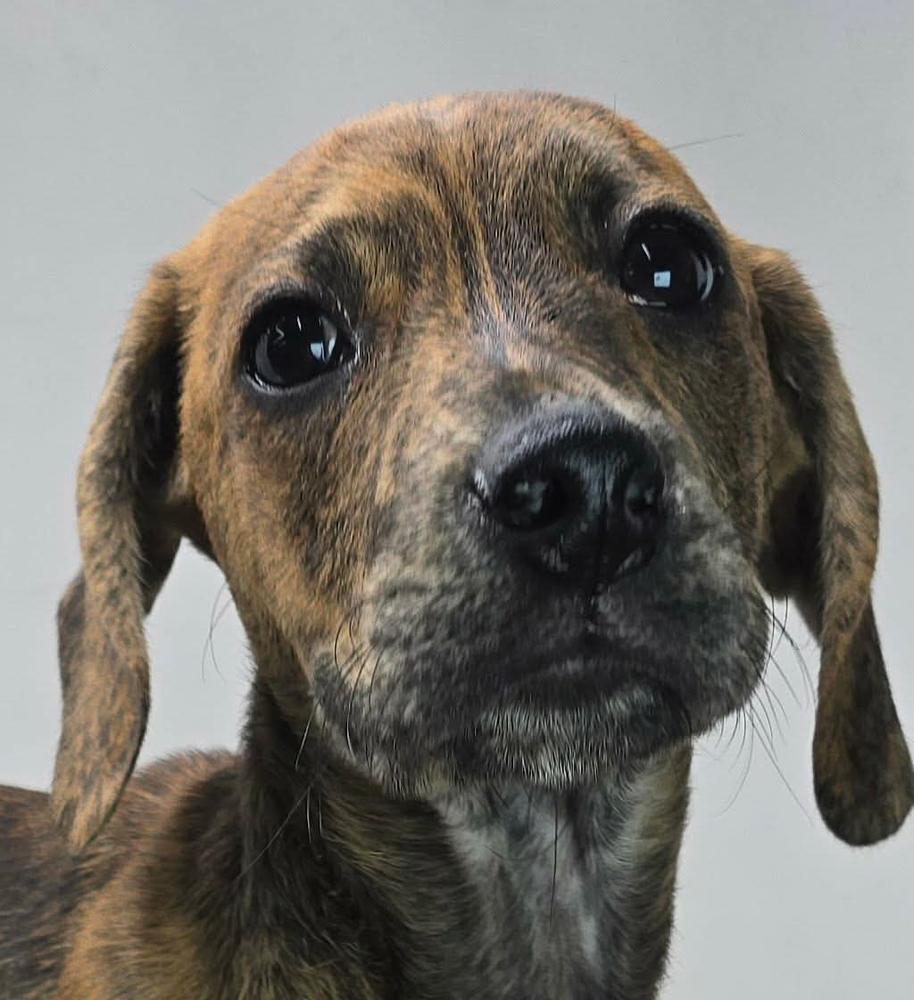 Mighty, Adoptable, Puppy Male Beagle & Hound.