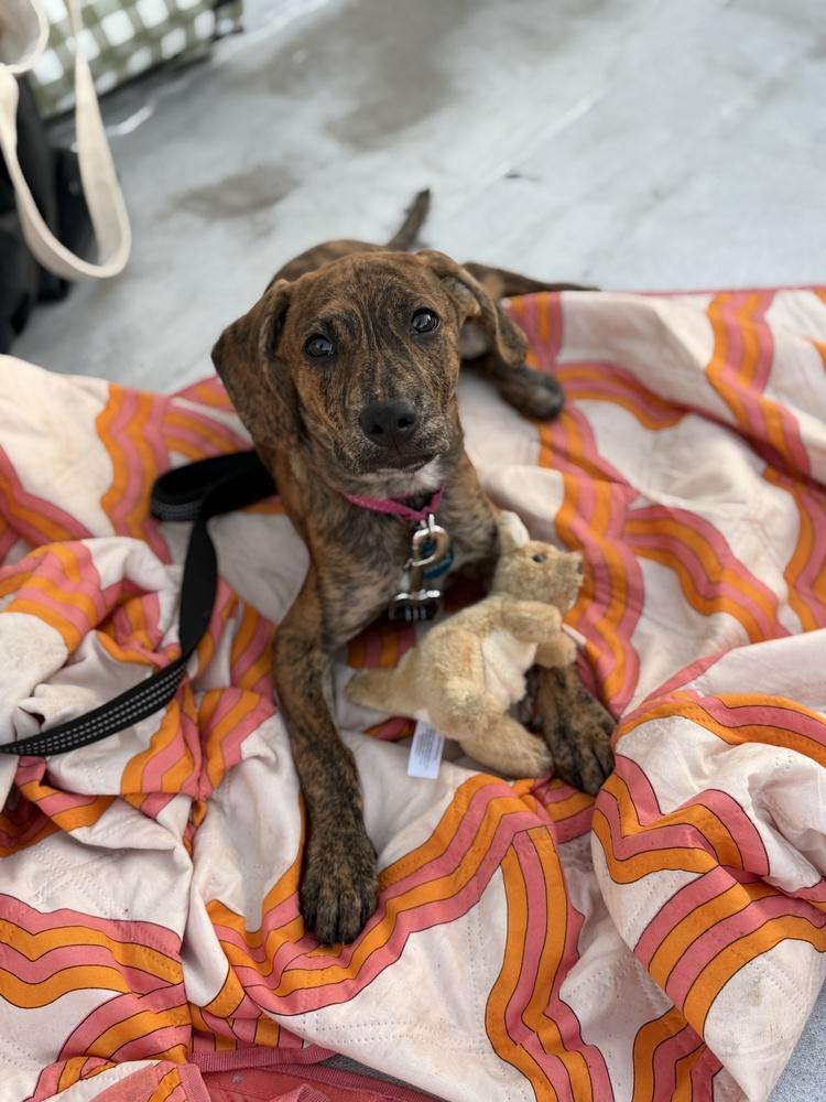 Enlarge Mighty, a Adoptable mixed breed in Manhattan, NY image 2/3