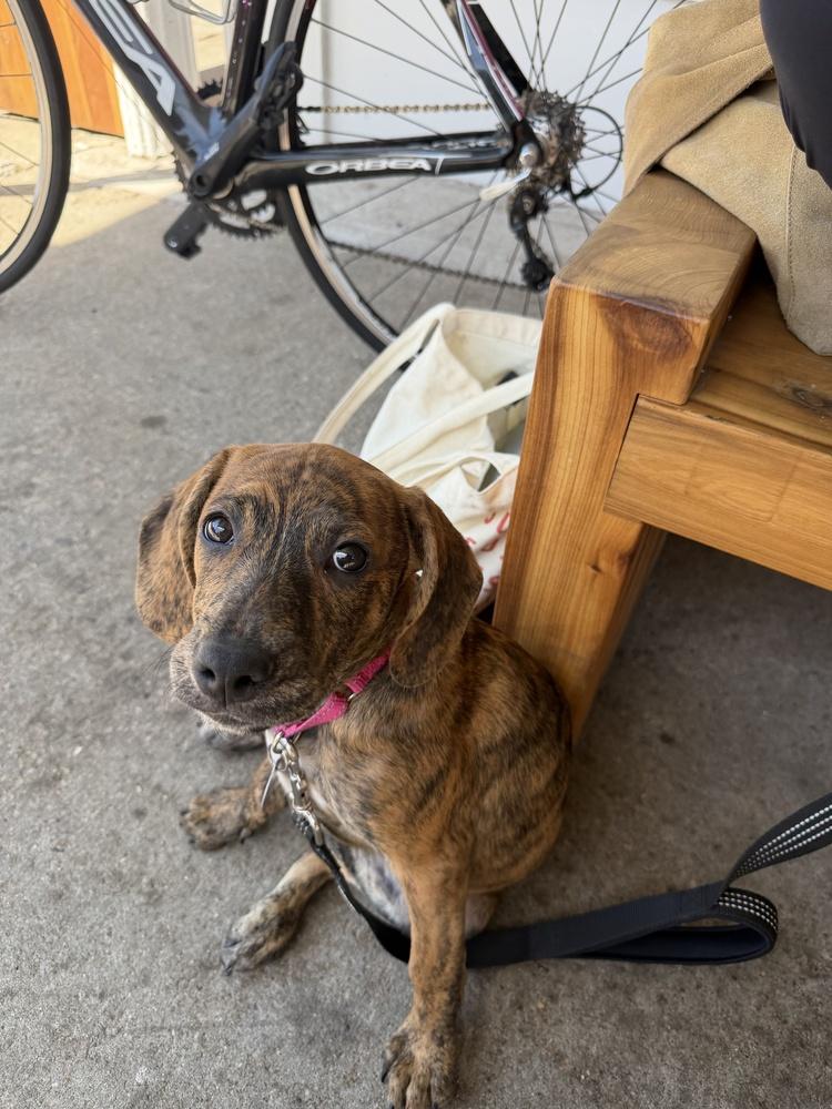 Enlarge Mighty, a Adoptable mixed breed in Manhattan, NY image 3/3