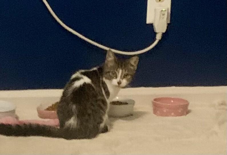 Enlarge Kitt Kitt, a ADOPTABLE Domestic Short Hair in Wilmington, NC image 6/6