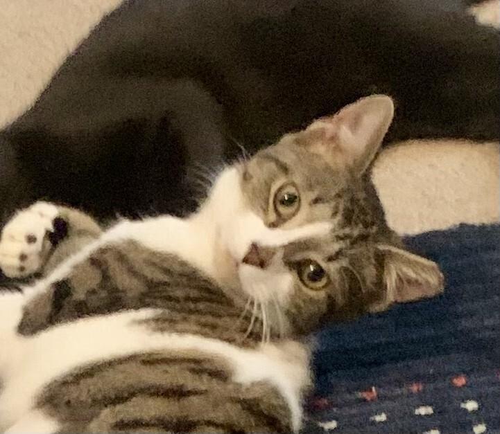 Kitt Kitt, ADOPTABLE, Young Female Domestic Short Hair.