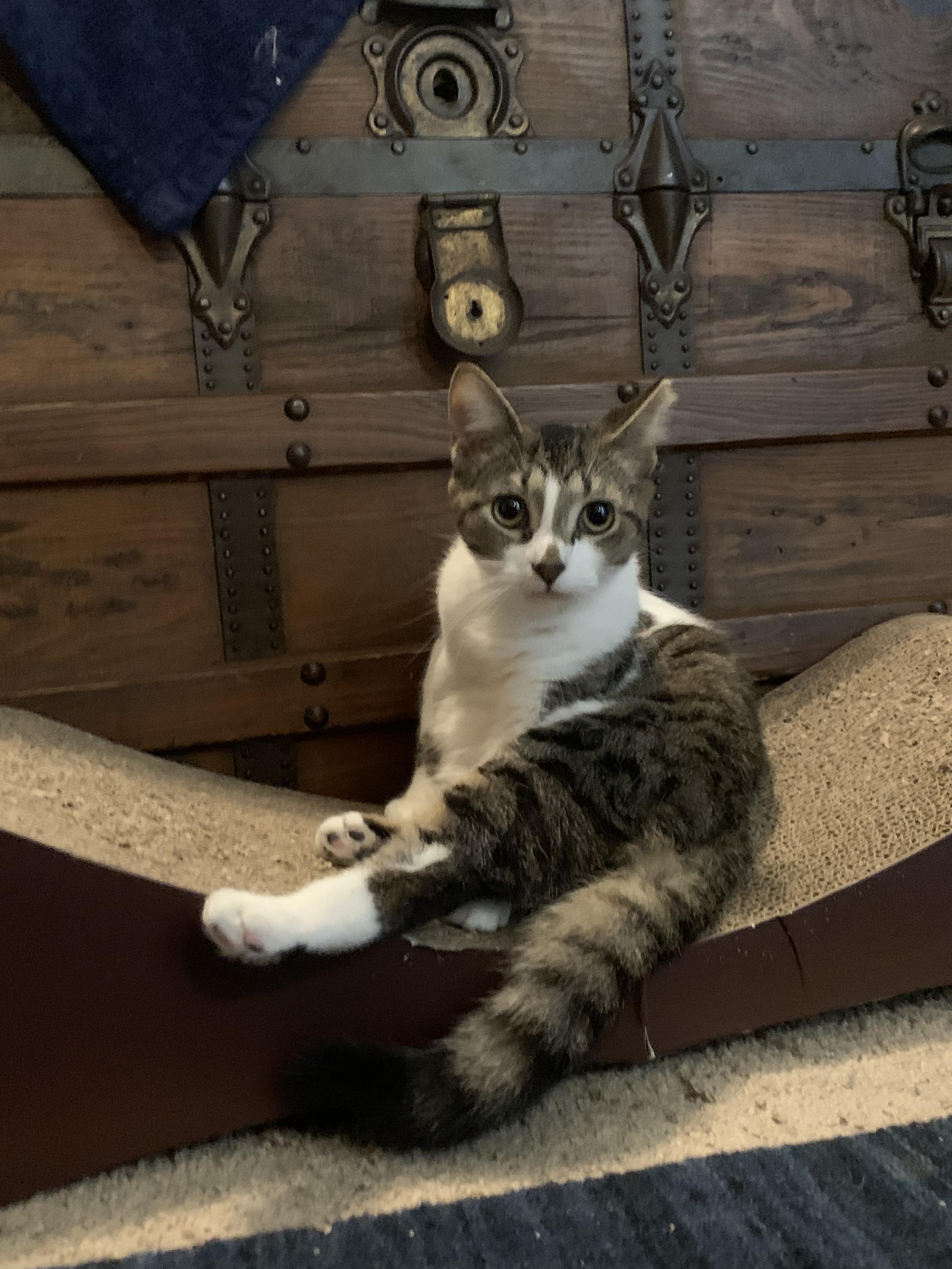 Enlarge Kitt Kitt, a ADOPTABLE Domestic Short Hair in Wilmington, NC image 2/6