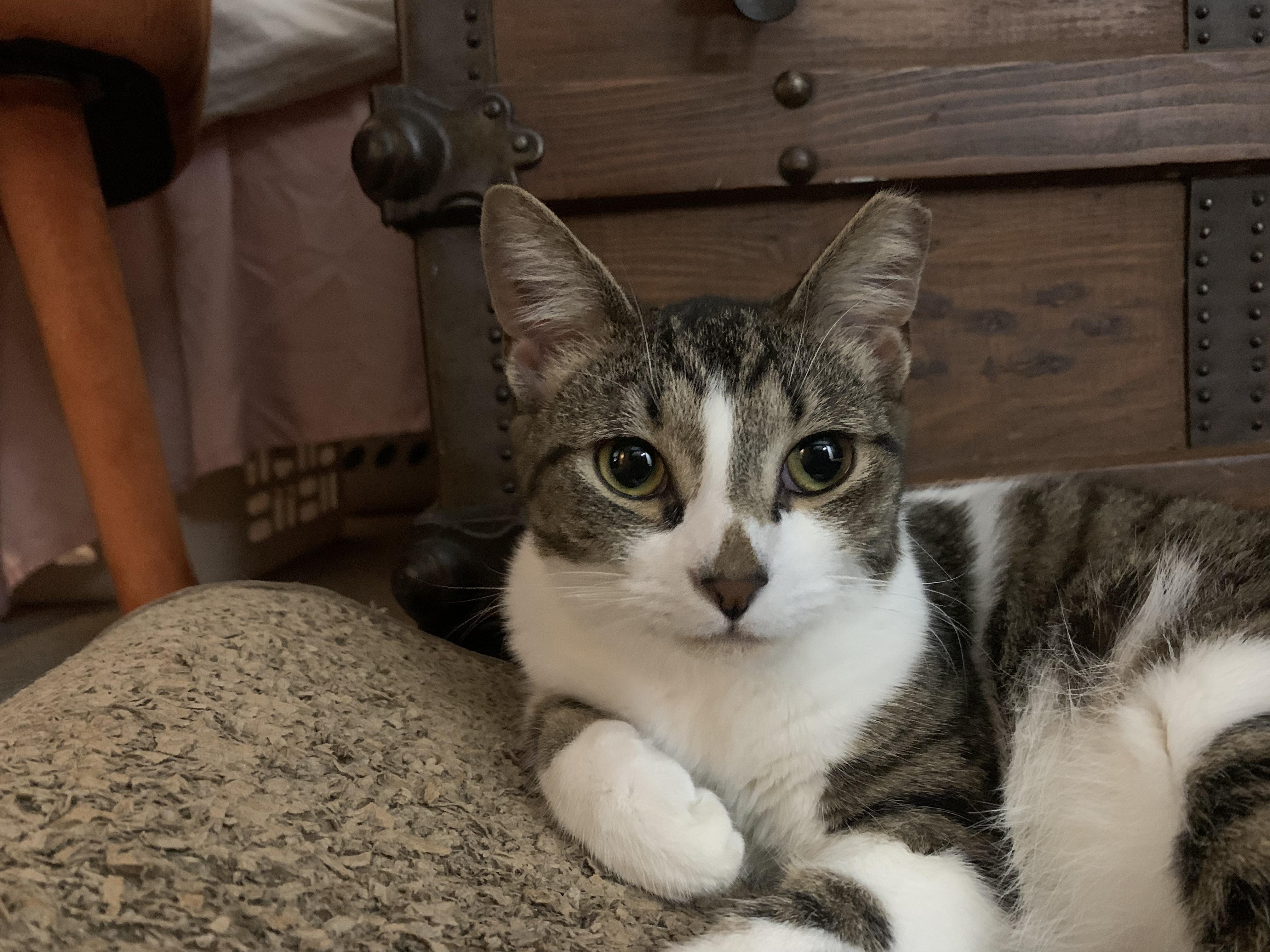 Kitt Kitt, ADOPTABLE, Kitten Female Domestic Short Hair.