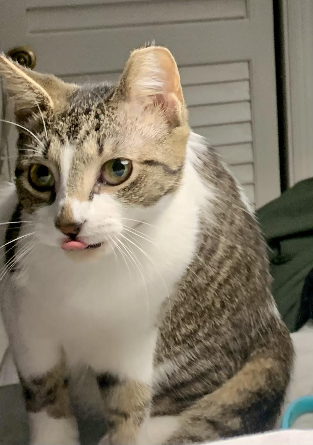 Enlarge Kitt Kitt, a ADOPTABLE Domestic Short Hair in Wilmington, NC image 3/6