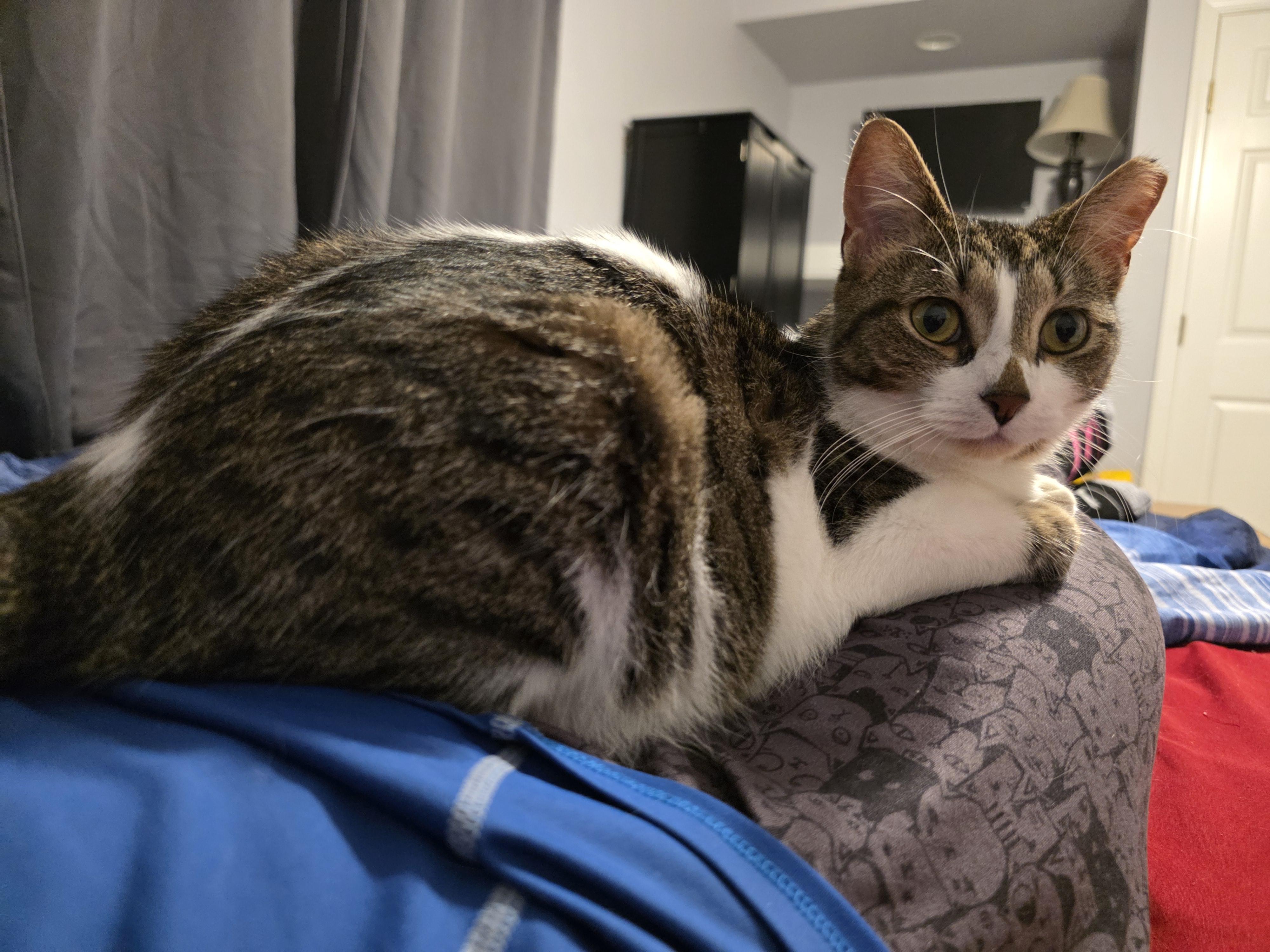 Enlarge Kitt Kitt, a ADOPTABLE Domestic Short Hair in Wilmington, NC image 6/6