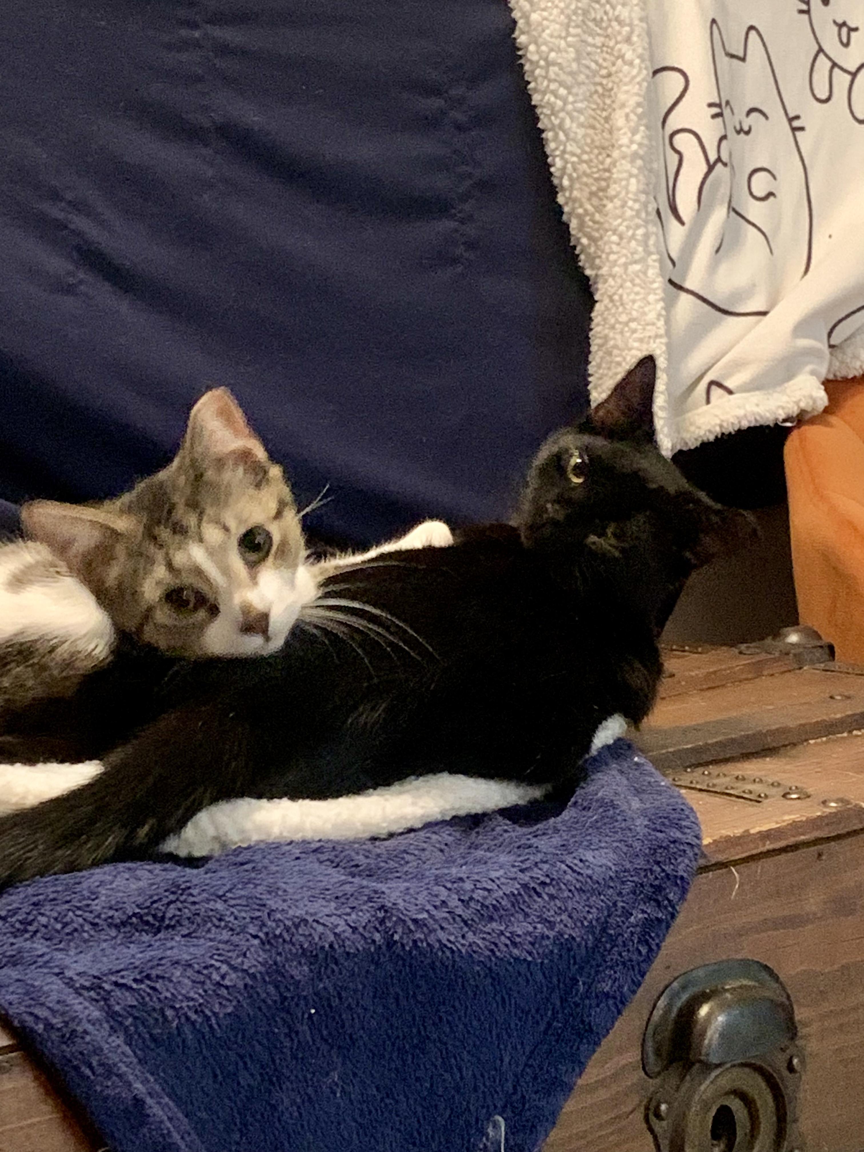 Enlarge Kitt Kitt, a ADOPTABLE Domestic Short Hair in Wilmington, NC image 1/6