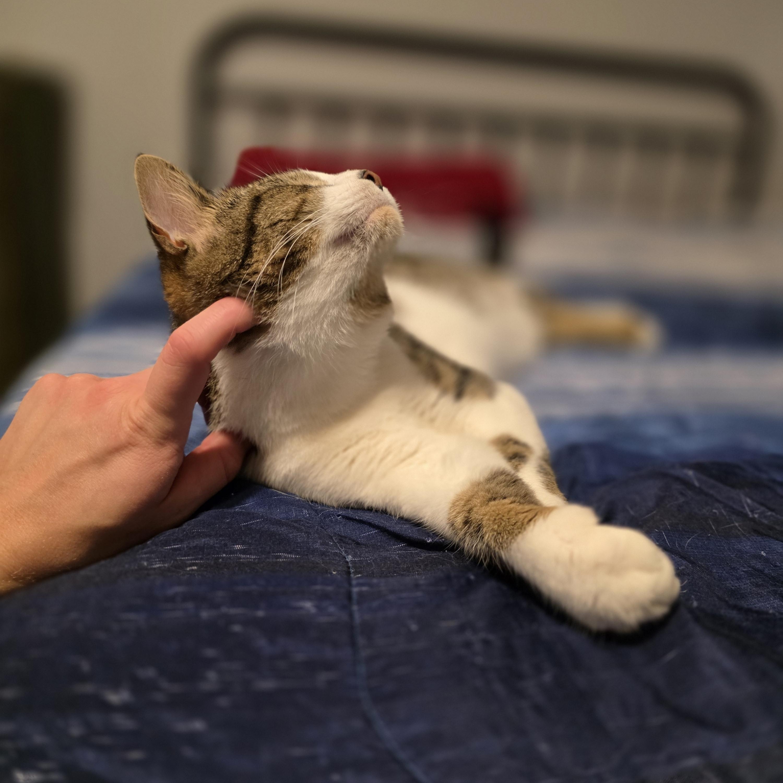Enlarge Kitt Kitt, a ADOPTABLE Domestic Short Hair in Wilmington, NC image 2/6