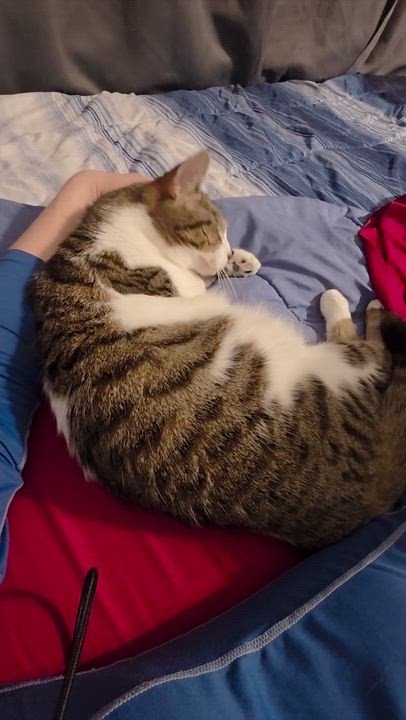 Enlarge Kitt Kitt, a ADOPTABLE Domestic Short Hair in Wilmington, NC video 5/6