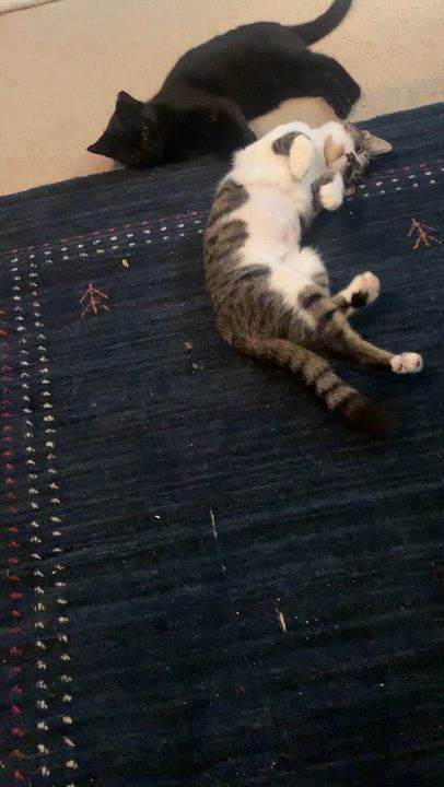 Enlarge Kitt Kitt, a ADOPTABLE Domestic Short Hair in Wilmington, NC video 4/6