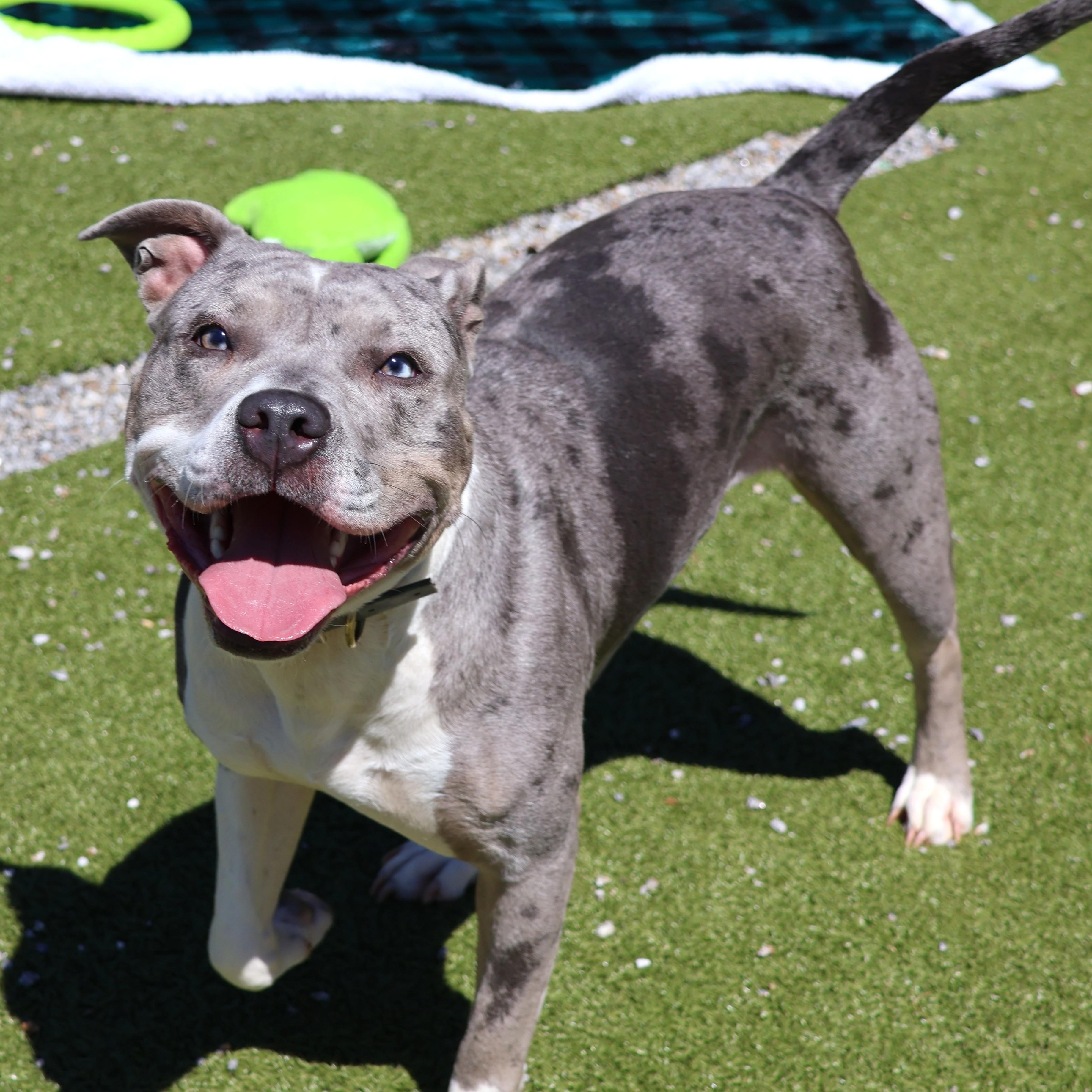 Enlarge Iggy, an adoptable Mixed Breed in Athens, GA image 2/5