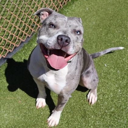 Enlarge Iggy, an adoptable Mixed Breed in Athens, GA image 3/5
