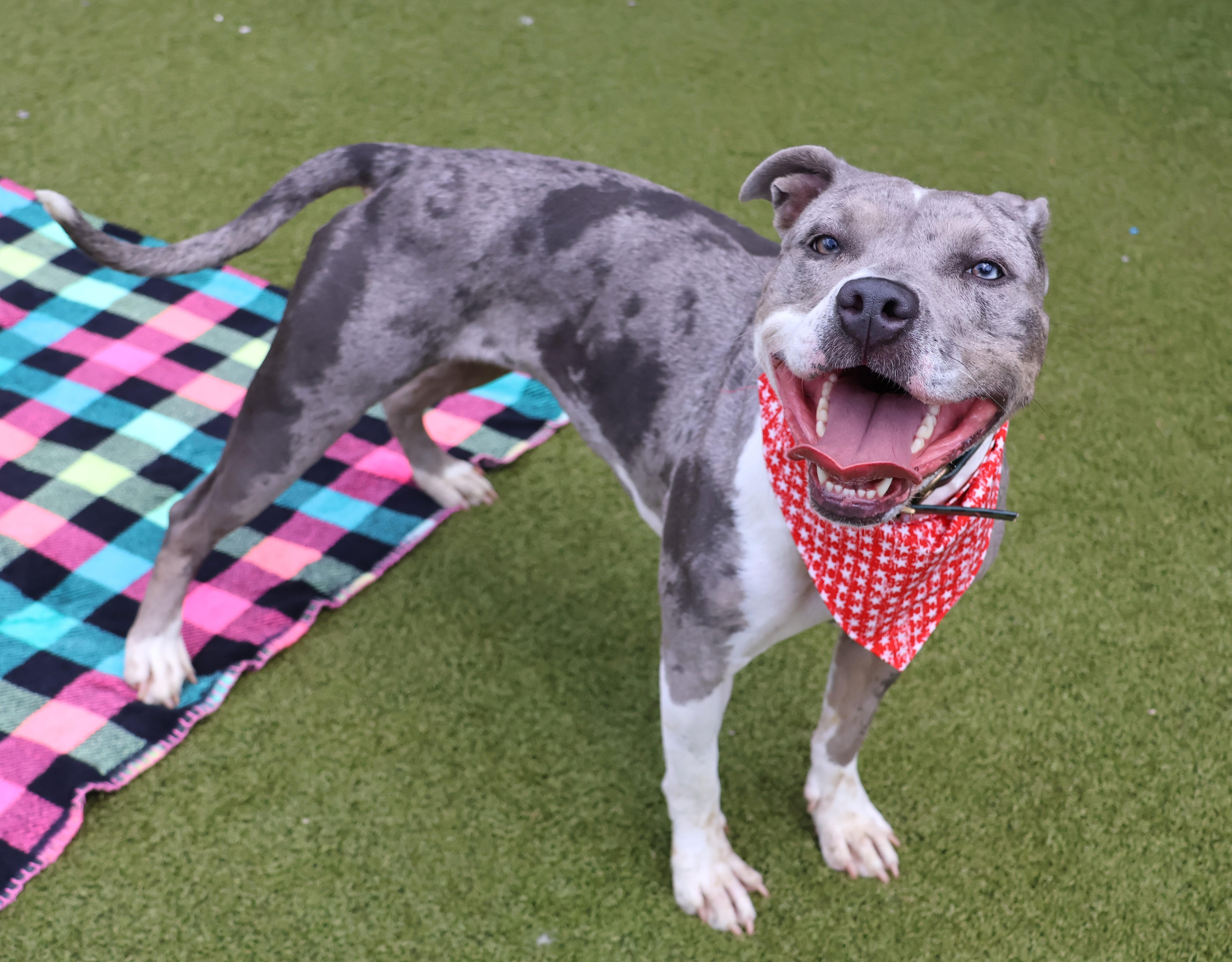 Iggy, adoptable, Adult Female Mixed Breed.
