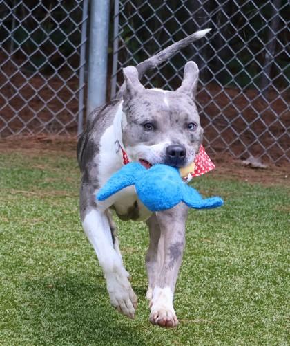 Enlarge Iggy, an adoptable Mixed Breed in Athens, GA image 5/5