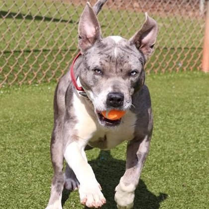 Enlarge Iggy, an adoptable Mixed Breed in Athens, GA image 4/5