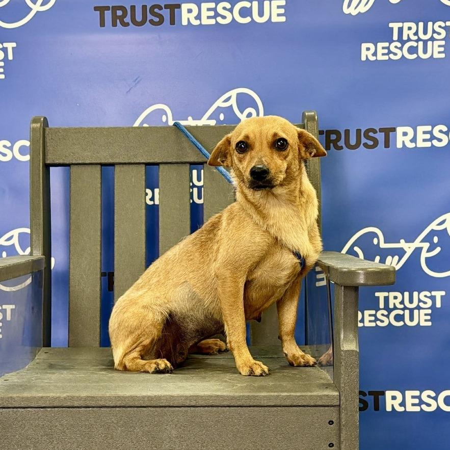 Enlarge SHANDY, a Adoptable Terrier in Atco, NJ image 2/5