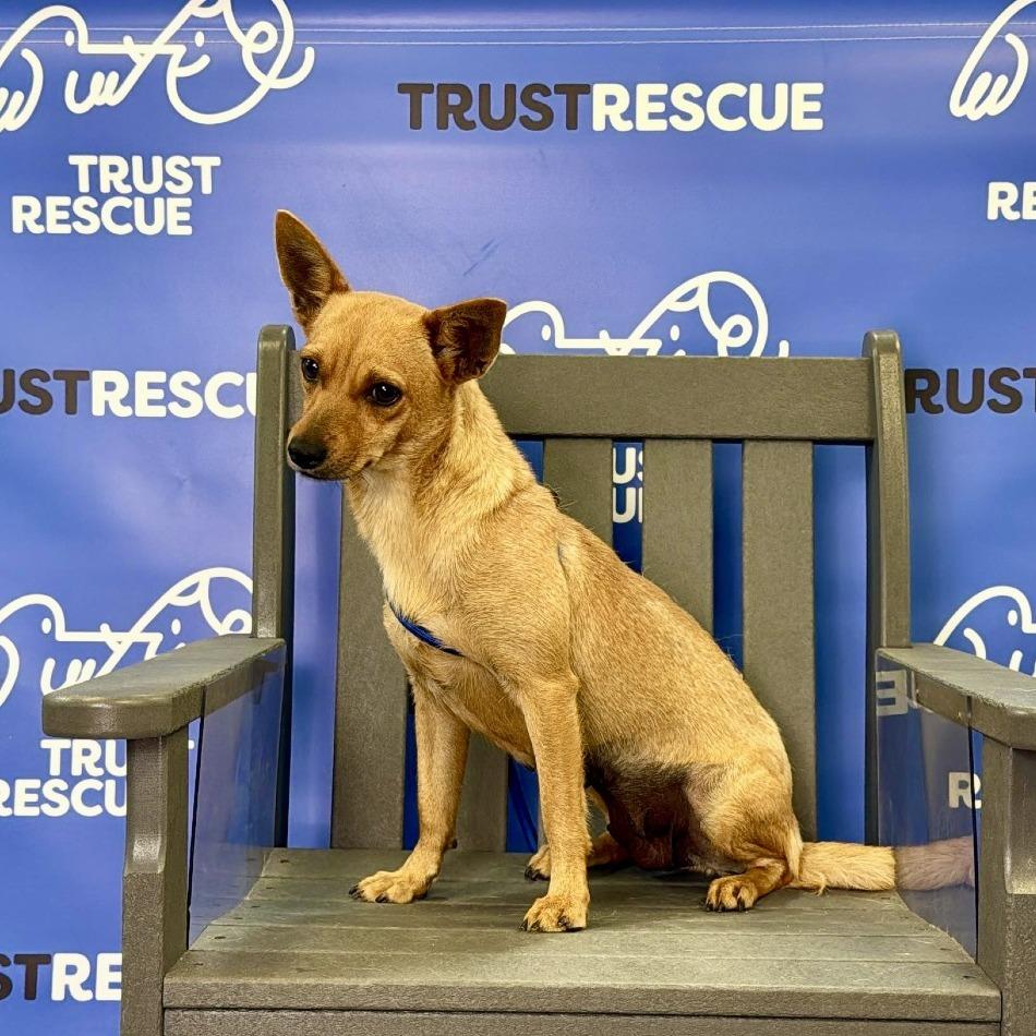 Enlarge SHANDY, a Adoptable Terrier in Atco, NJ image 3/5